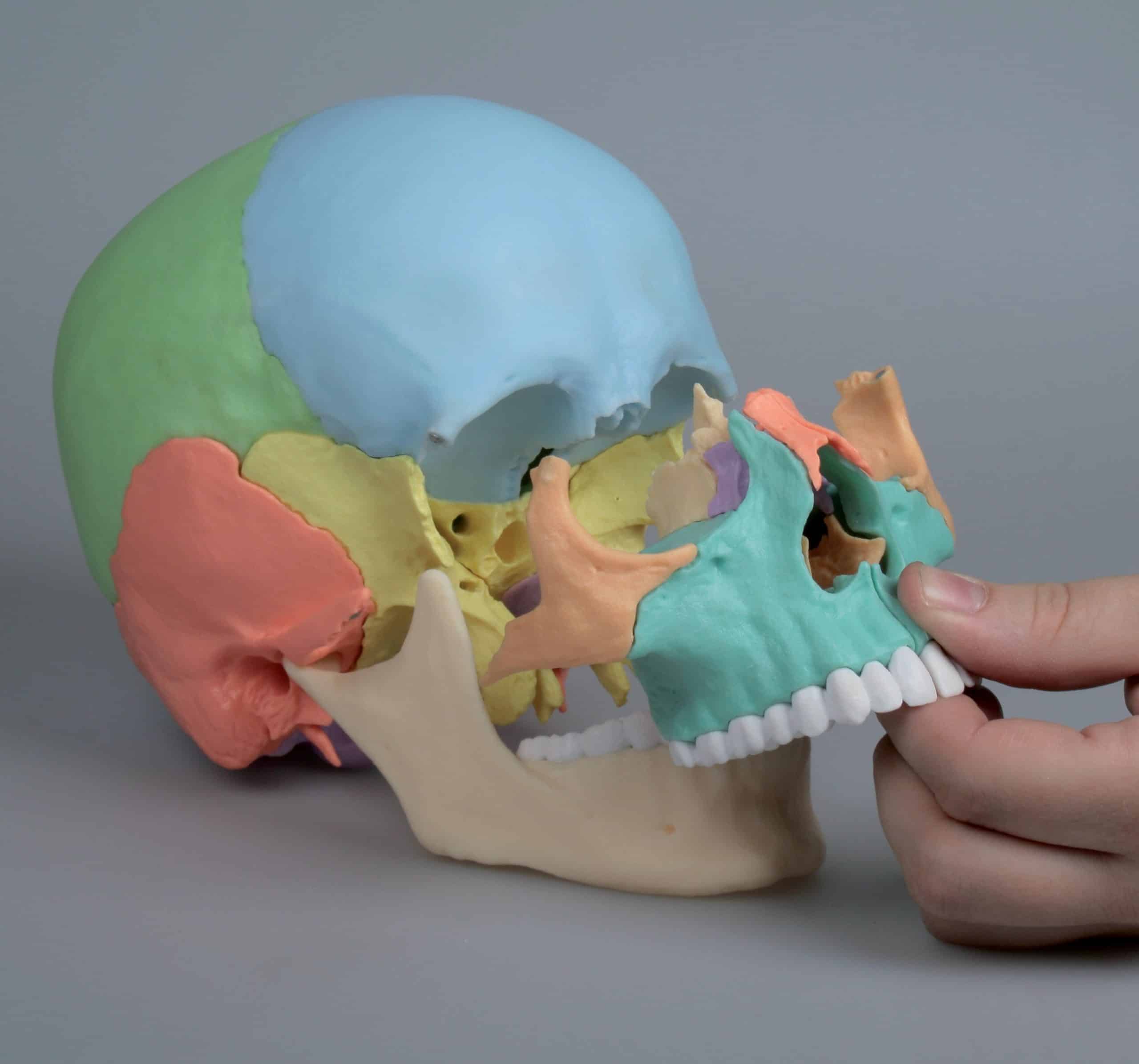 Crâne humain didactique numéroté - Modèle allemand - OVIRY